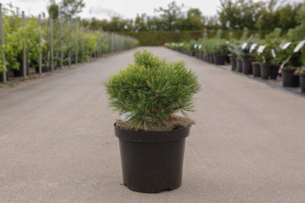 Pinus mugo 'Ophir' cont. 7,5L 30/+ cm