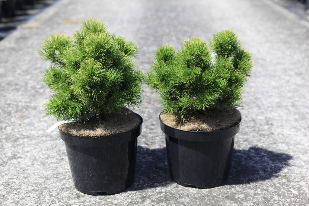 [P] Pinus mugo 'Ophir' cont. 7,5L 30/+ cm