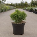 Pinus mugo 'Ophir' cont. 7,5L 30/+ cm