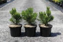 Pinus heldreichii 'Compact Gem' cont. 5L 25-30 cm