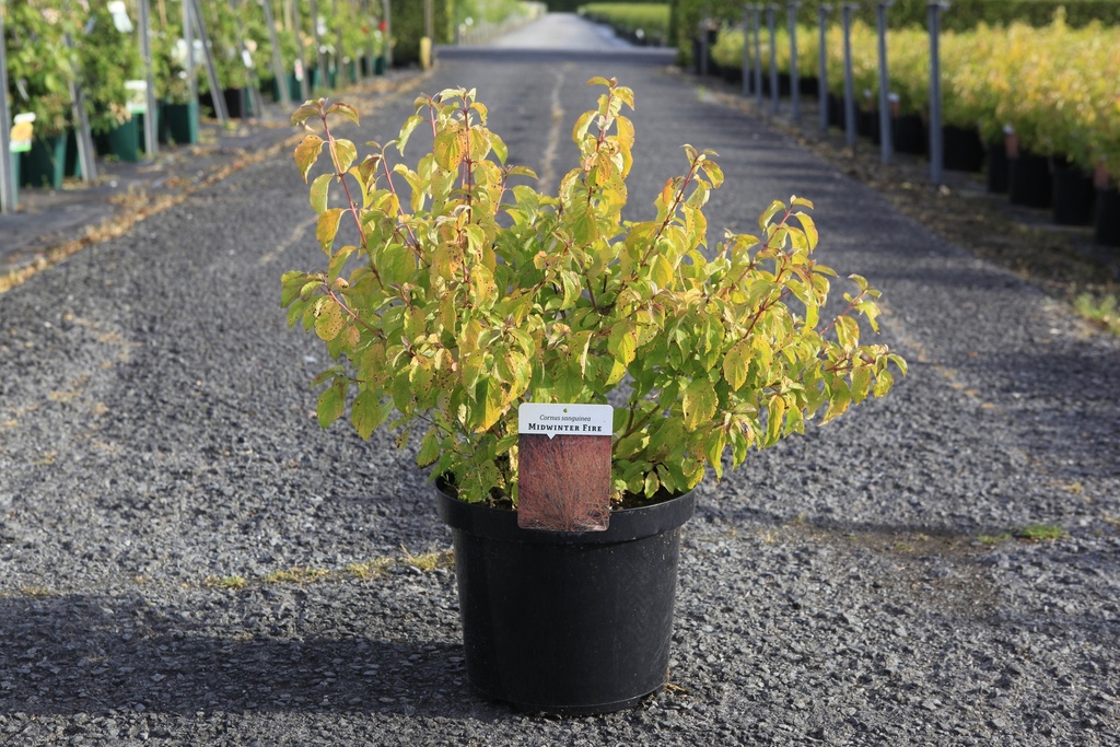 [P] Cornus sanguinea 'Midwinter Fire' cont. 10L 80/+ cm +ф