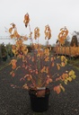 Cornus sanguinea 'Midwinter Fire' cont. 10L 80/+ cm +B