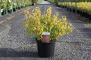 Cornus sanguinea 'Midwinter Fire' cont. 10L 80/+ cm +f