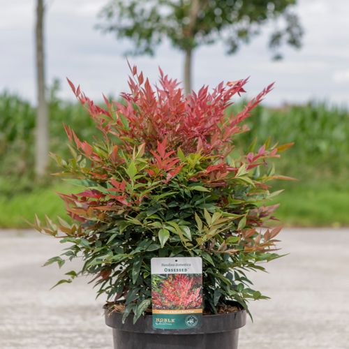 Nandina domestica OBSESSED (PBR) cont. 10L 40-50 cm +ф