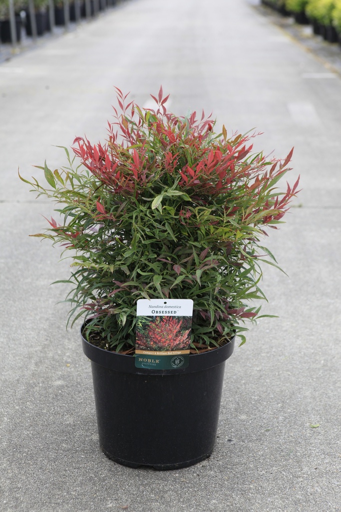 Nandina domestica OBSESSED (PBR) cont. 10L 40-50 cm +f