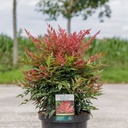 Nandina domestica OBSESSED (PBR) cont. 10L 40-50 cm +p