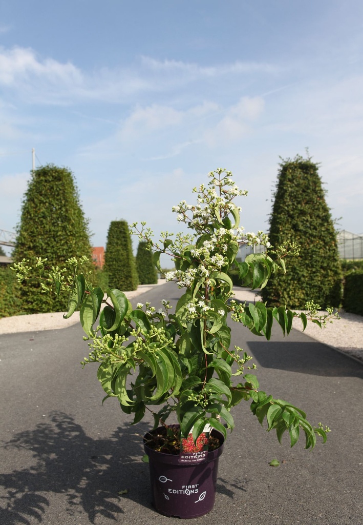 [P] Heptacodium miconioides First Editions® TIANSHAN (PBR) cont. 10L deco 60-80 cm +ф