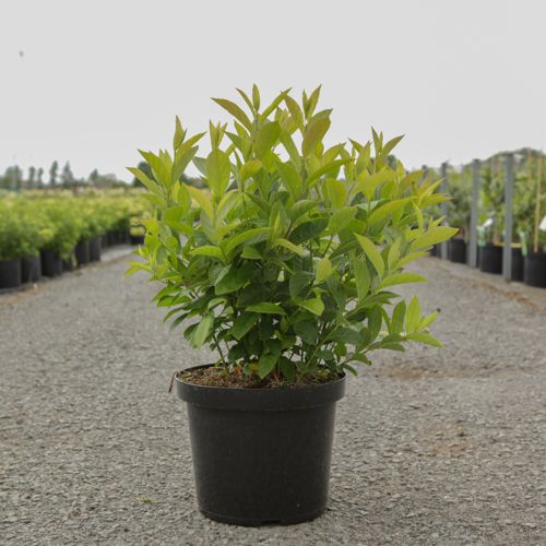 Heptacodium miconioides First Editions® TIANSHAN (PBR) cont. 10L deco 60-80 cm +p