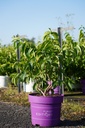 Heptacodium miconioides First Editions® TIANSHAN (PBR) cont. 10L deco 60-80 cm +p