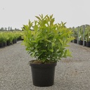 Heptacodium miconioides First Editions® TIANSHAN (PBR) cont. 10L deco 60-80 cm +p