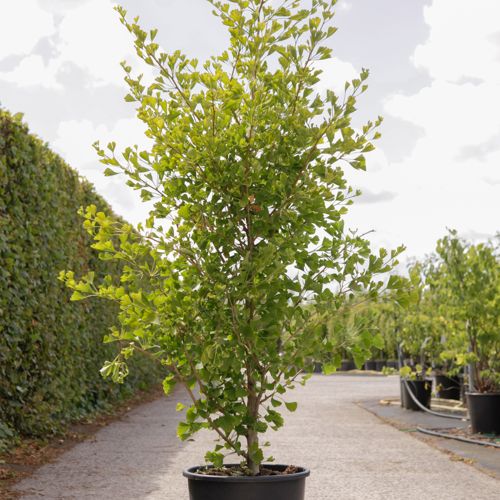 [P] Ginkgo biloba FASTIGIATA BLAGON (PBR) cont. 15L 125/+ cm +p