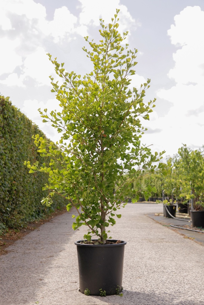 [P] Ginkgo biloba FASTIGIATA BLAGON (PBR) cont. 15L 125/+ cm +p