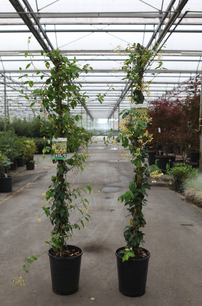[P] Trachelospermum jasminoides 'Star of Toscane' cont. 7L haut 150/+ cm +p