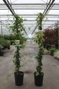 Trachelospermum jasminoides 'Star of Toscane' cont. 7L high 150/+ cm +p