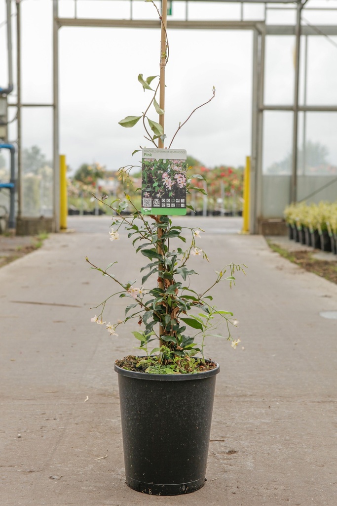 [P] Trachelospermum jasminoides 'Pink' cont. 7L haut 125-150 cm +p