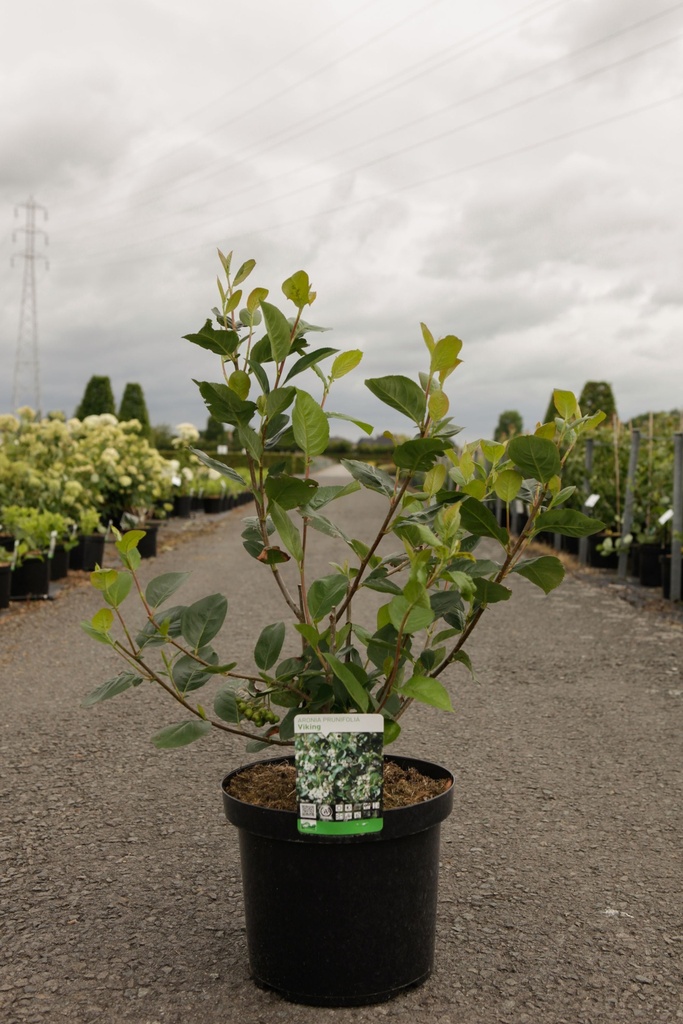 Aronia prunifolia 'Viking' cont. 10L 80/+ cm +ф