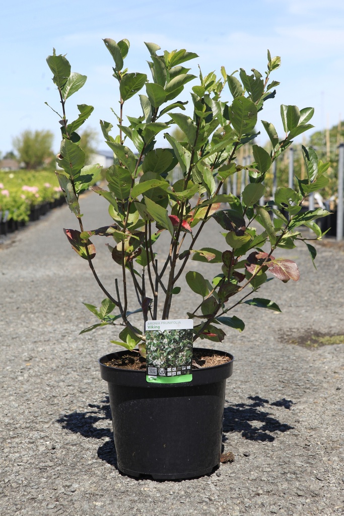 Aronia prunifolia 'Viking' cont. 10L 80/+ cm +f