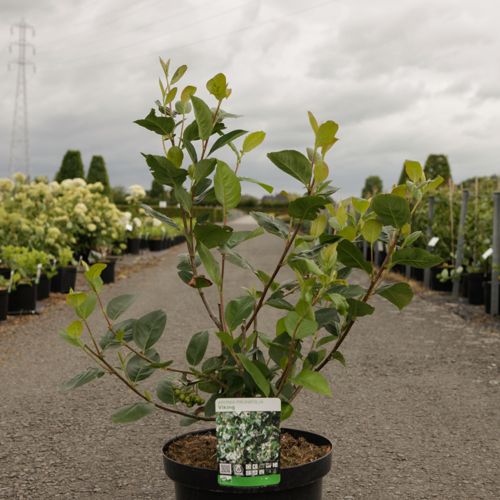 [P] Aronia prunifolia 'Viking' cont. 10L 80/+ cm +p