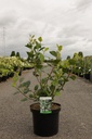 Aronia prunifolia 'Viking' cont. 10L 80/+ cm +ф