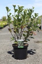 Aronia prunifolia 'Viking' cont. 10L 80/+ cm +f