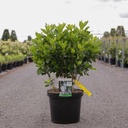 Clethra alnifolia 'Vanilla Spice' cont. 10L 60-80 cm +ф