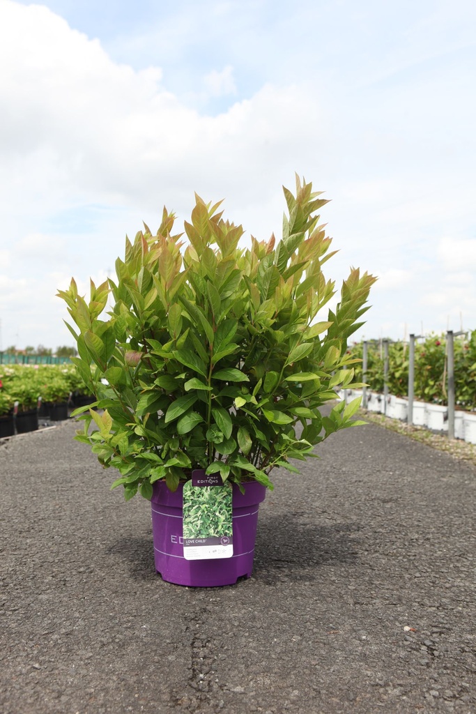 [P] Itea virginica First Editions® LOVE CHILD cont. 10L déco 50-60 cm +p