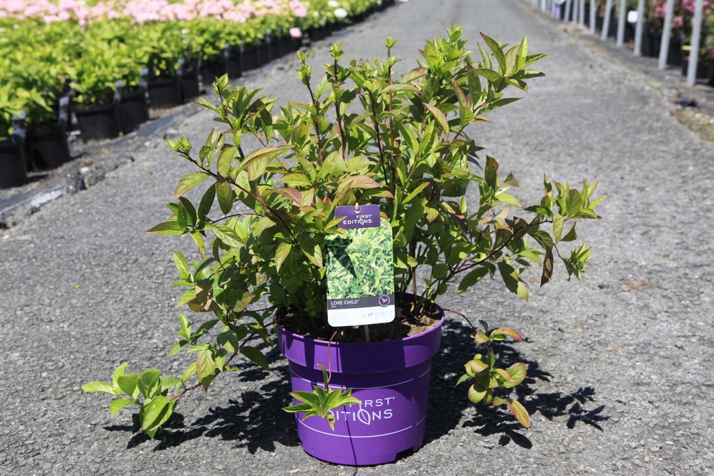 [P] Itea virginica First Editions® LOVE CHILD cont. 10L deco 50-60 cm +p