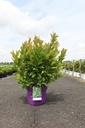 Itea virginica First Editions® LOVE CHILD cont. 10L deco 50-60 cm +ф