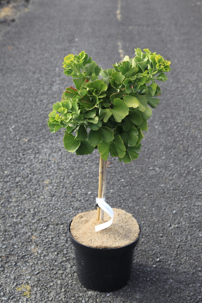 [P] Ginkgo biloba 'Mariken' cont. 7,5L 40 cm Stamm +B