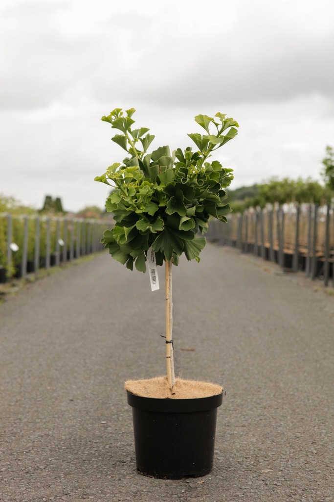 Ginkgo biloba 'Mariken' cont. 7,5L 40 cm standard +ф