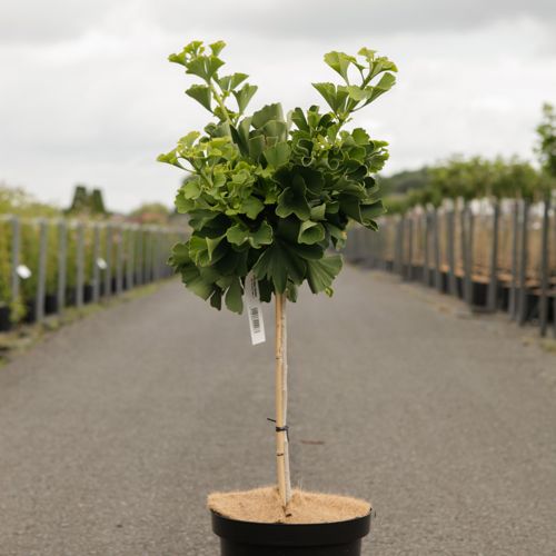 Ginkgo biloba 'Mariken' cont. 7,5L 40 cm tige +p