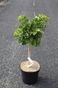 Ginkgo biloba 'Mariken' cont. 7,5L 40 cm stam +f