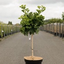 Ginkgo biloba 'Mariken' cont. 7,5L 40 cm standard +ф