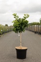 Ginkgo biloba 'Mariken' cont. 7,5L 40 cm standard +ф