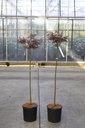Acer palmatum 'Dissectum Tamukeyama' cont. 12L 90 cm stam (rood)