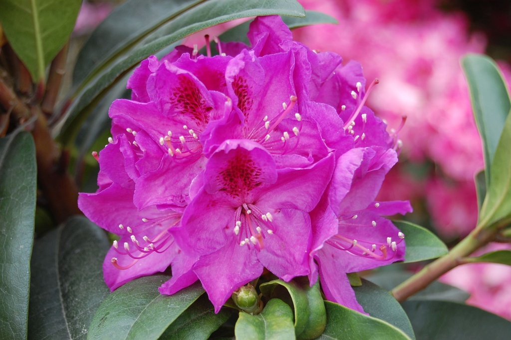 Rhododendron 'Anah Kruschke' Kont. 5L 40-50 cm (rosa) +B