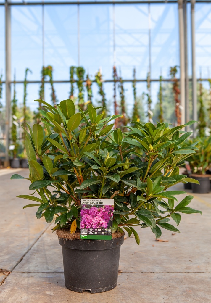 [P] Rhododendron 'Anah Kruschke' cont. 5L 40-50 cm (pink) +p