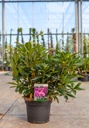 Rhododendron 'Anah Kruschke' kont. 5L 40-50 cm (růžová) +f