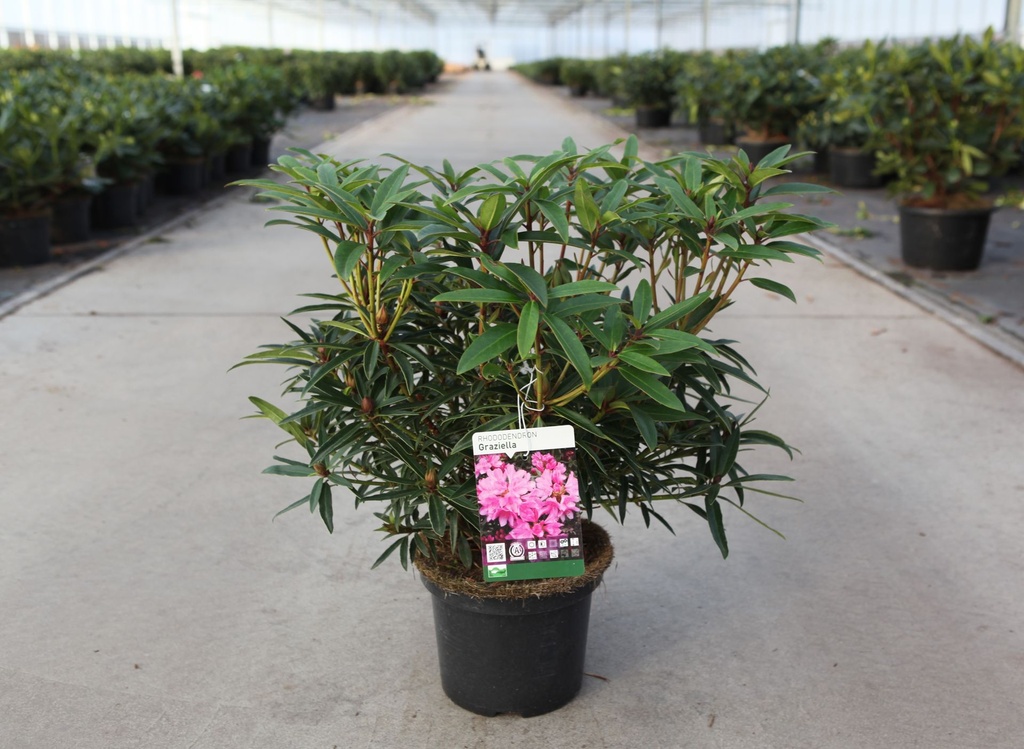[P] Rhododendron 'Graziella' cont. 5L 40-50 cm (pink) +ф