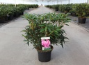 Rhododendron 'Graziella' cont. 5L 40-50 cm (rosa) +B
