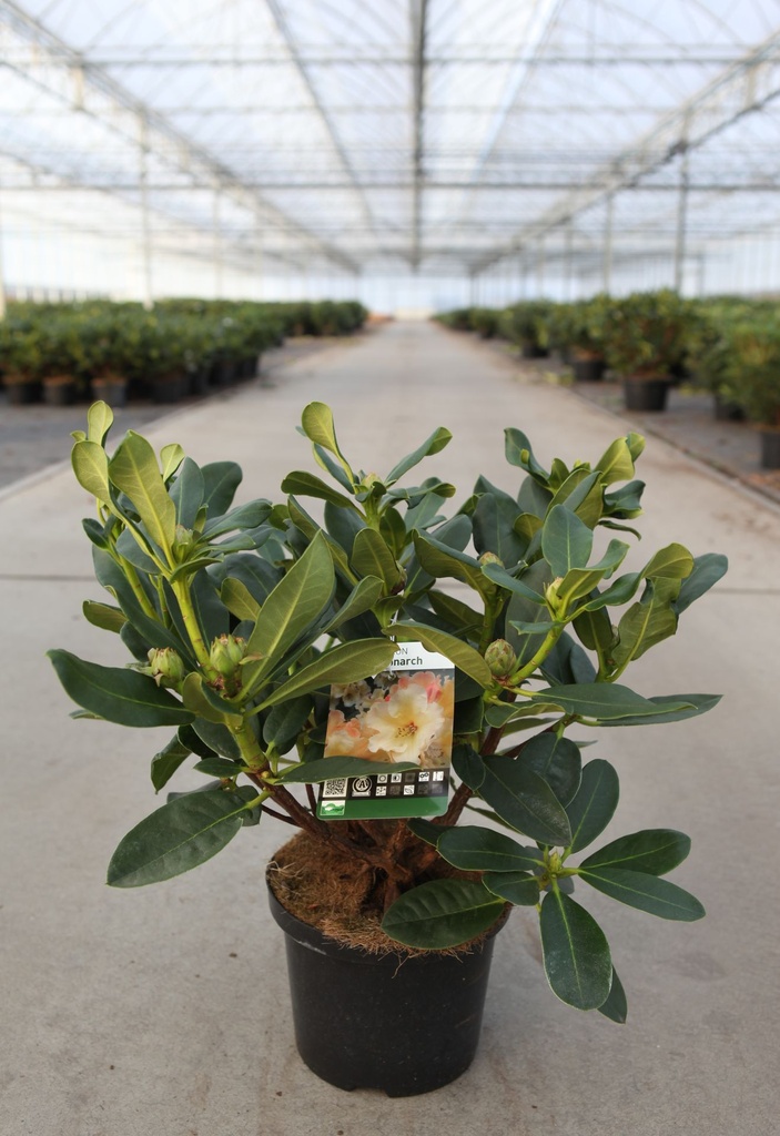 [P] Rhododendron 'Horizon Monarch' cont. 5L 40-50 cm (gelb) +B