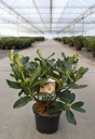 Rhododendron 'Horizon Monarch' cont. 5L 40-50 cm (yellow) +p