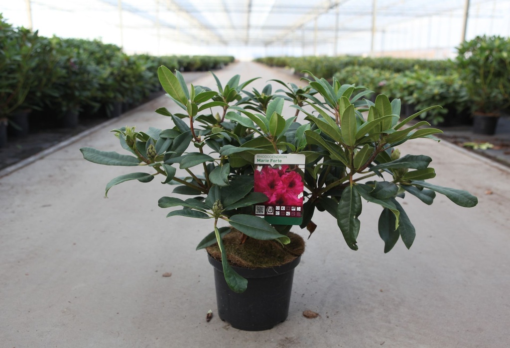 [P] Rhododendron 'Marie Forte' cont. 5L 40-50 cm (rot) +B