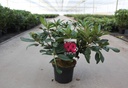 Rhododendron 'Marie Forte' cont. 5L 40-50 cm (red) +p