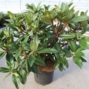 Rhododendron 'Marie Forte' cont. 5L 40-50 cm (rot) +B