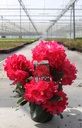Rhododendron 'Markeeta's Prize' cont. 5L 40-50 cm (red) +p