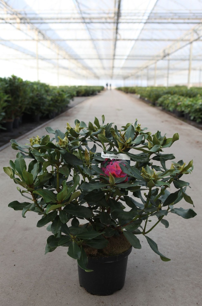[P] Rhododendron 'Nova Zembla' cont. 5L 40-50 cm (rot) +B