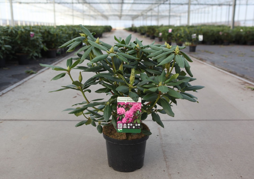 [P] Rhododendron 'Roseum Elegans' cont. 5L 40-50 cm (rose) +p