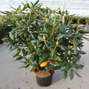 Rhododendron 'Roseum Elegans' cont. 5L 40-50 cm (pink) +ф
