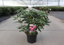 Rhododendron 'Roseum Elegans' cont. 5L 40-50 cm (pink) +p